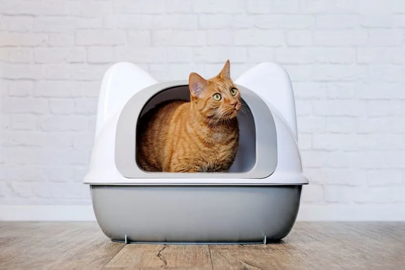 Histiocytic Ulcerative Colitis Diagnosis & Treatment for Cats