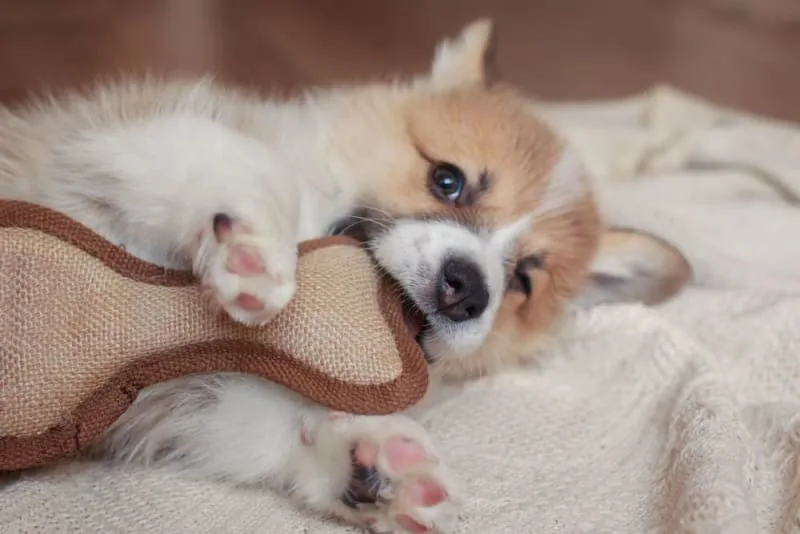 Teething Puppies: Tips & Tricks