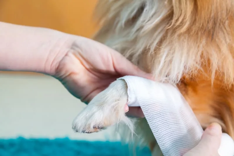 The Most Common Orthopedic Paw Conditions In Dogs