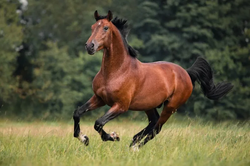 Coggins Testing & Equine Infectious Anemia - What You Need to Know