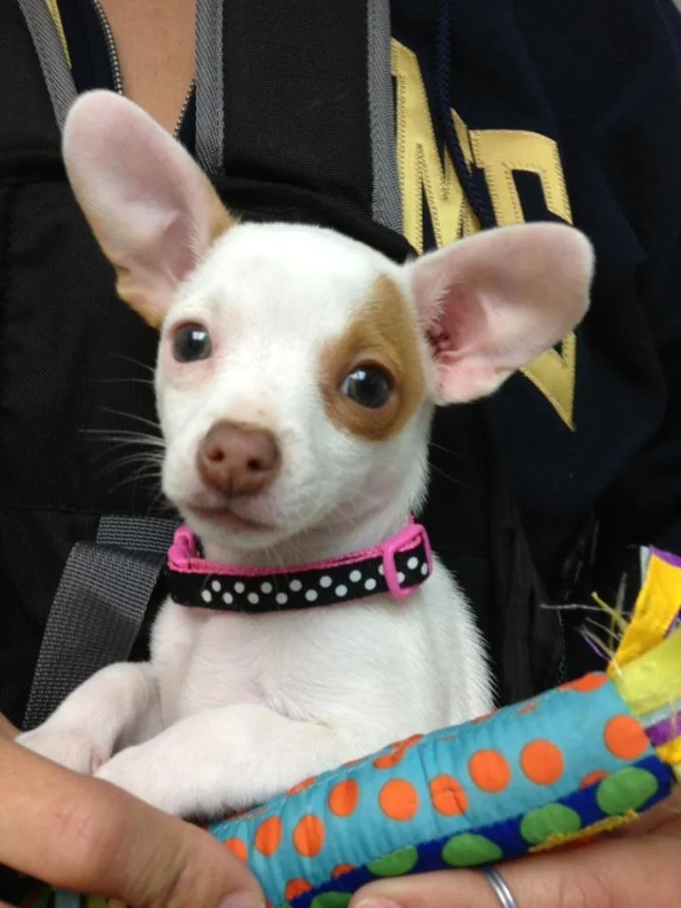 small dog at Animal Hospital of Redondo beach