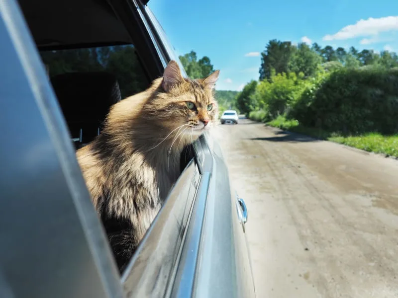 How to Travel With a Cat: Tips For Low-Stress Travel