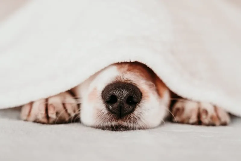 Diagnosing And Treating Anemia In Dogs