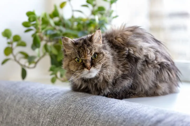 Tips For Grooming Long-Haired Cats