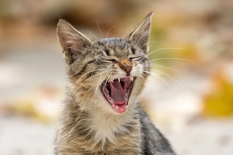 Cat with Rotten Tooth? Could be Tooth Resorption