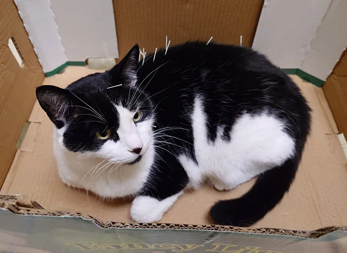 Mountain View Veterinary Hospital Vancouver Washington Rehabilitation Underwater Cat Acupuncture