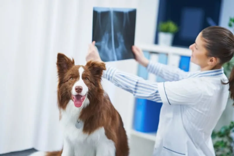 Diagnostic Imaging For Your Dog or Cat