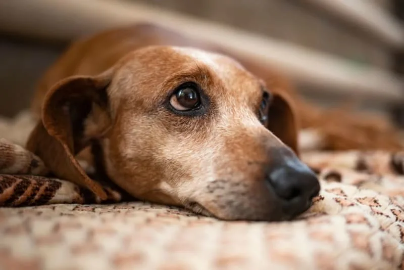 Hookworm in Dogs: Signs, Treatment & Prevention