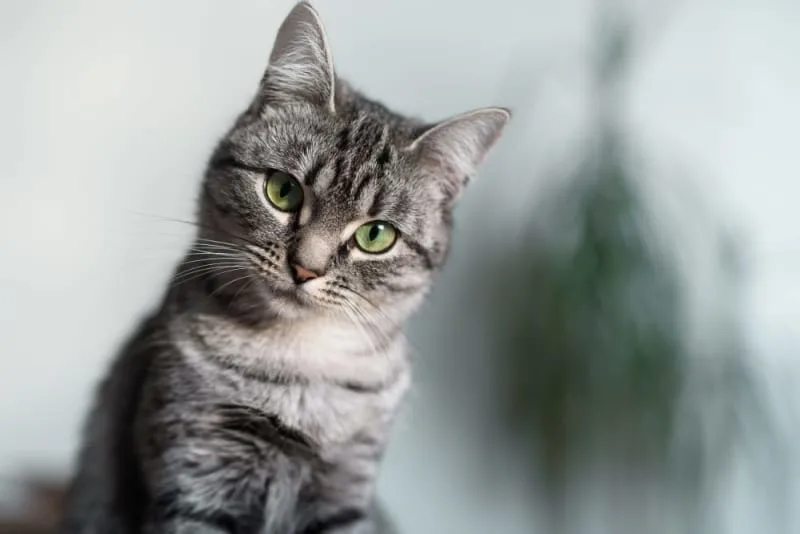 Veterinary Dermatology: Fungal Infections in Cats