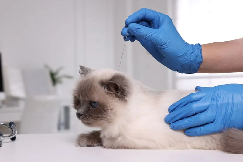 Use of Veterinary Acupuncture for Pain Management & More