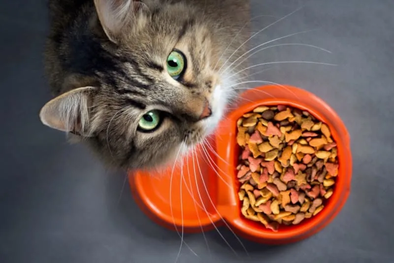 My Cat Won't Eat - Is This an Emergency?