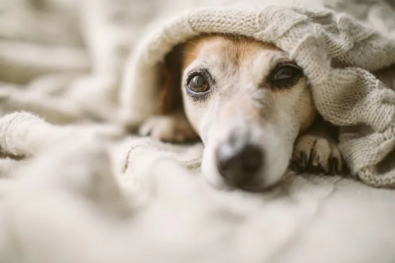 How does boarding affect a dog?