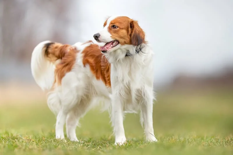 Your Guide to Dog Dental Care