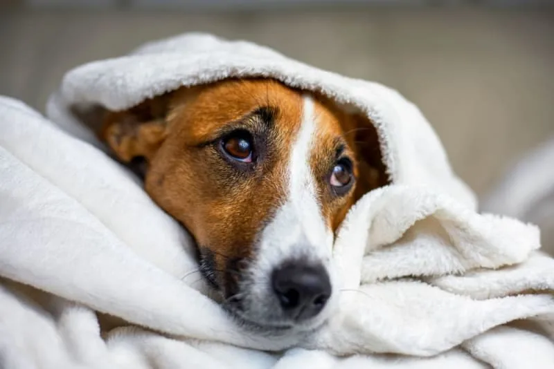 Fever in Dogs