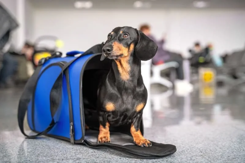 Everything you need to know about flying with your dog