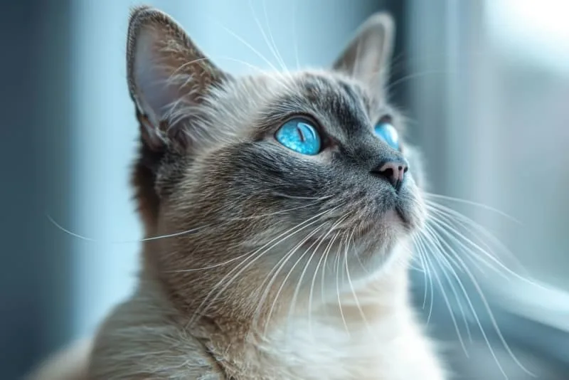 Ear Mites in Cats: Causes, Treatment & Prevention
