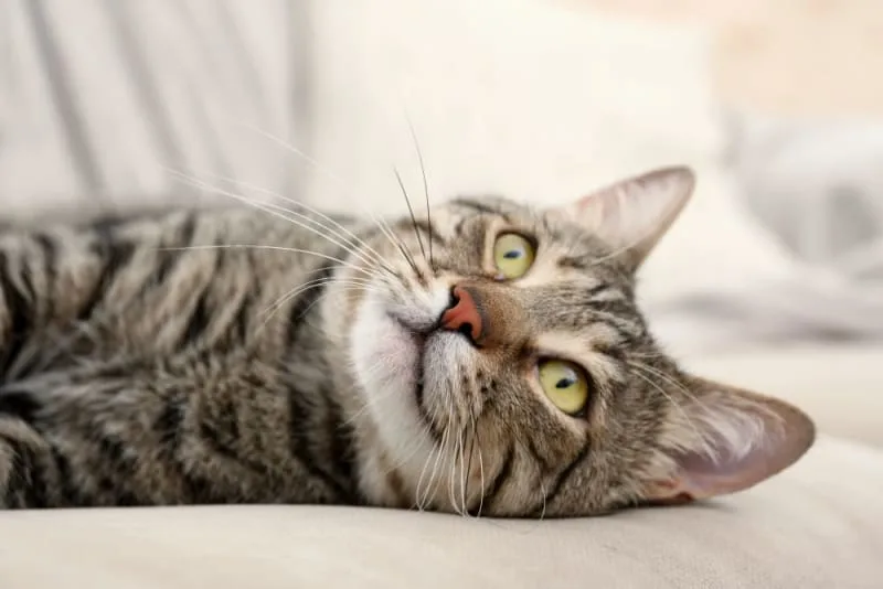 Cataracts in Cats
