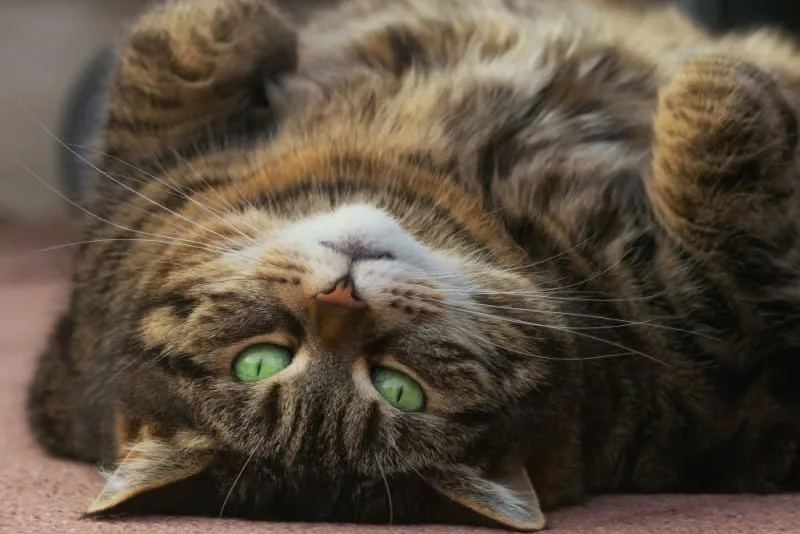 Is Your Cat Overweight? Signs, Symptoms & What to Do