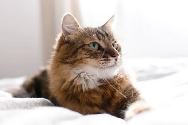 My cat is breathing fast. Should I be worried?