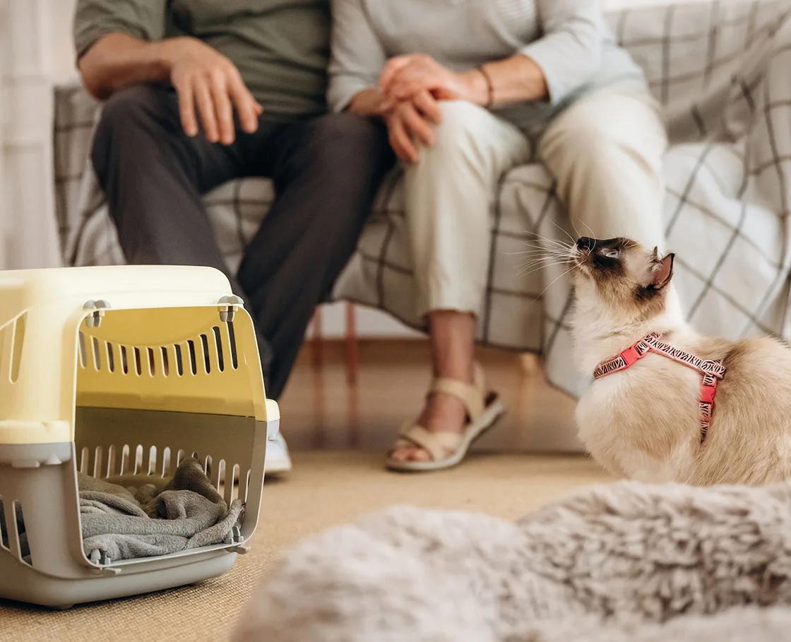 couple awaiting cat to get in carrier