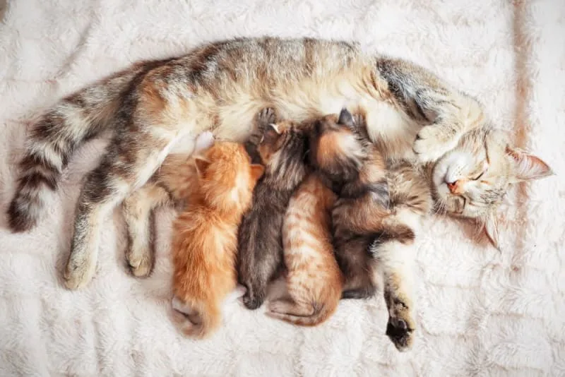 How to Tell if Your Cat Is Pregnant