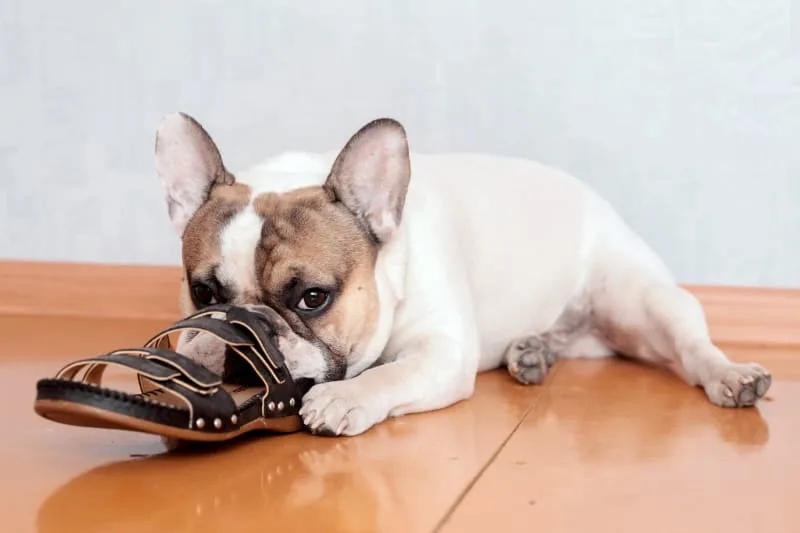 Dog Chewing Problems: Why They Chew and How to Stop Them