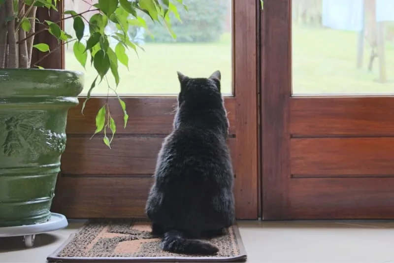 Where to Leave a Cat While on Vacation?