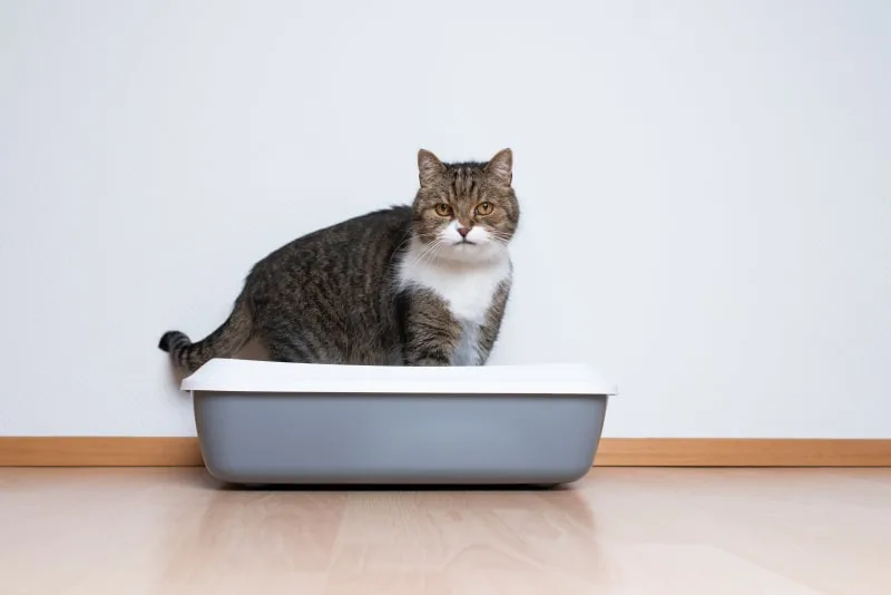 Cat Urinary Tract Infections