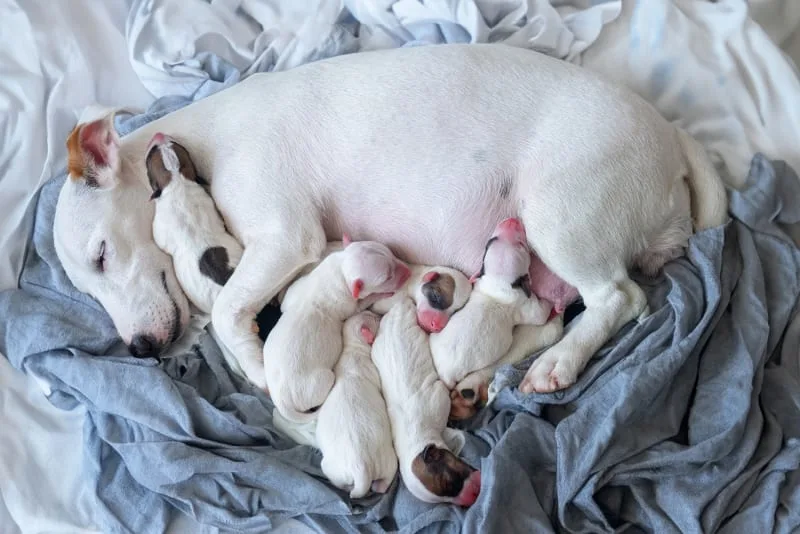 How much does a dog C-section cost? Does my dog need one?