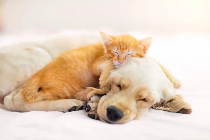 How Long is a Spay Procedure?