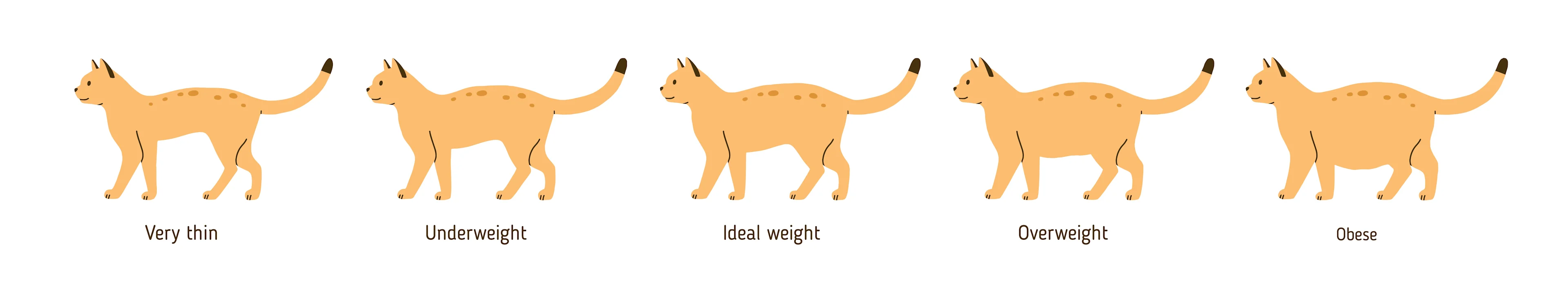 Overweight cat chart, Thomasville Vet