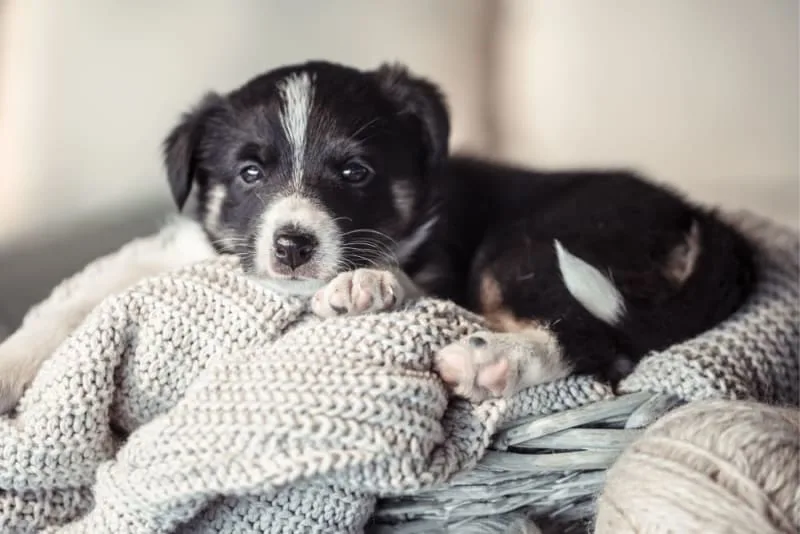 Puppy’s First Vet Visit: Checklist & What to Expect