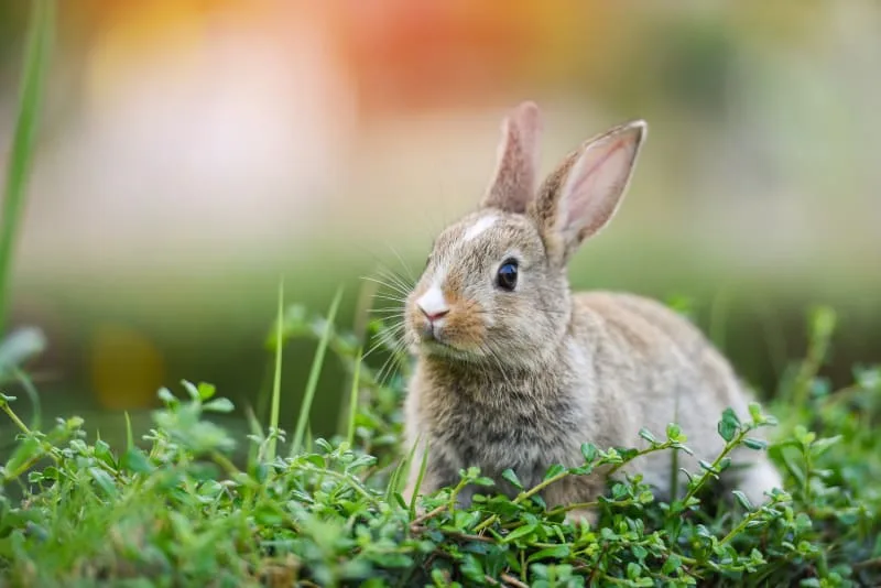How Often Should I Take My Bunny To The Vet?