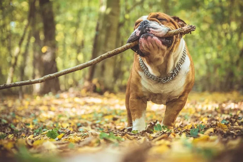CCL Surgery for Dogs
