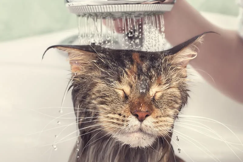 Bathing Cats - How to Do It & How Often