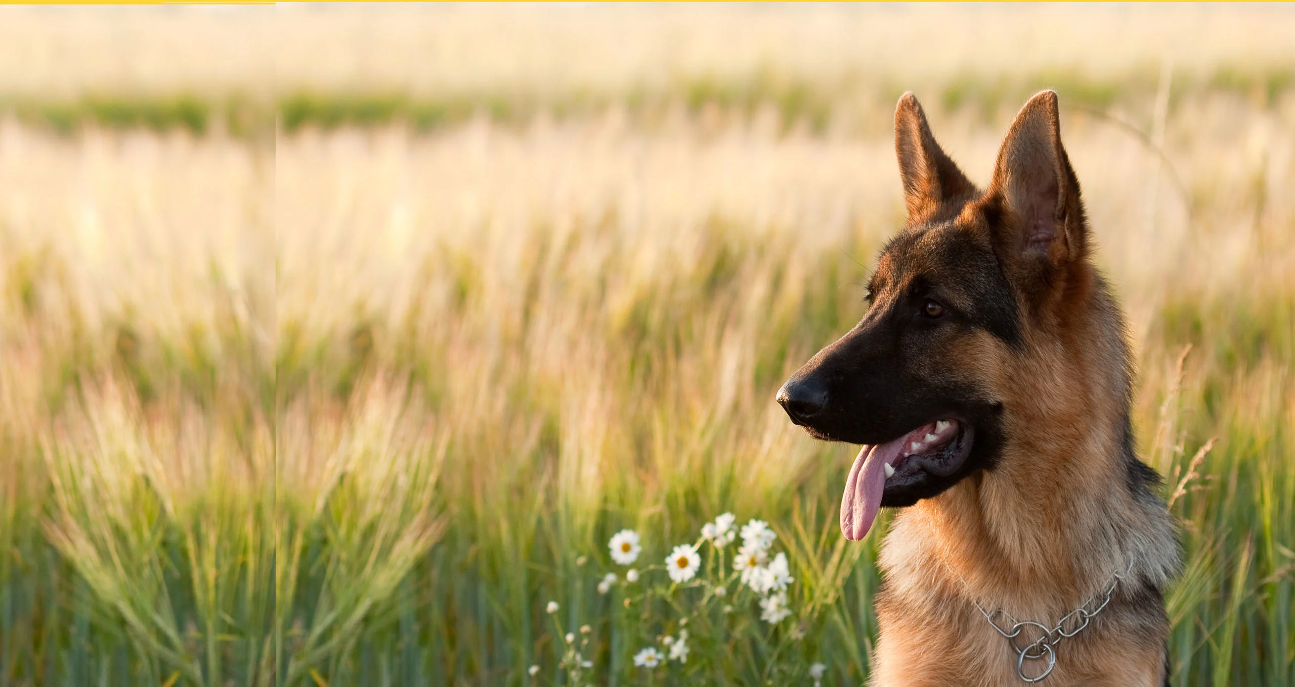 h german shepherd standing in wheat field