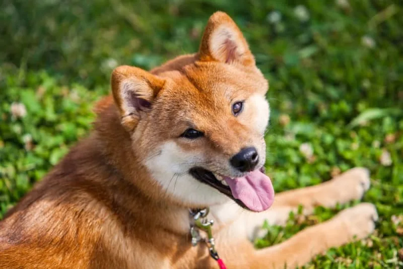 My Dog Stopped Walking & Won't Move: Possible Causes & What to Do