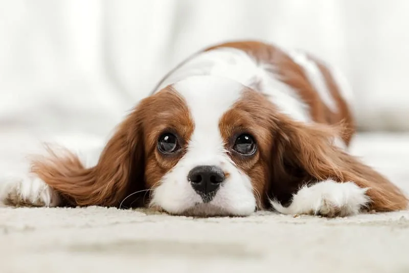 What To Do If Your Dog Has a Fever