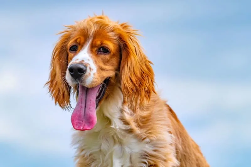 Excessive Panting in Dogs - Causes & When To Be Concerned