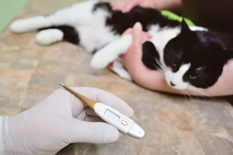 How to Tell if Your Cat Is Sick: Signs & Symptoms