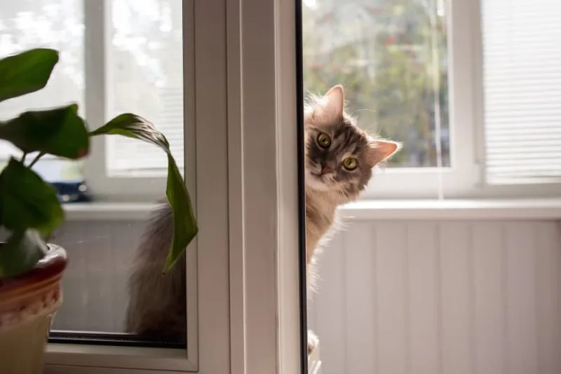 Cats & Colds: Can They Get Them & What To Do?