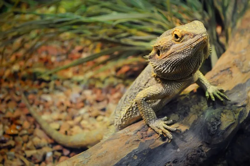 Bearded Dragon Care Guide: Temperament, Diet and Routines