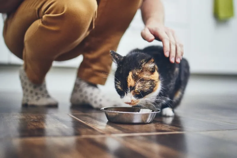 Pets Eating Problems - Why Won't My Cat Eat?
