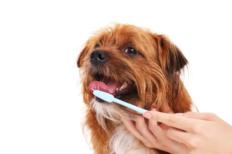 Common Dental Problems in Dogs