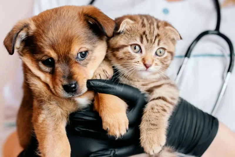Are Pet Wellness Plans Worth it for Routine Care?