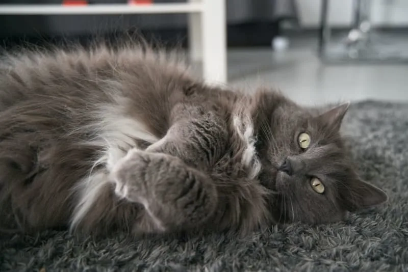 Overweight Cats: How to Recognize & Manage It