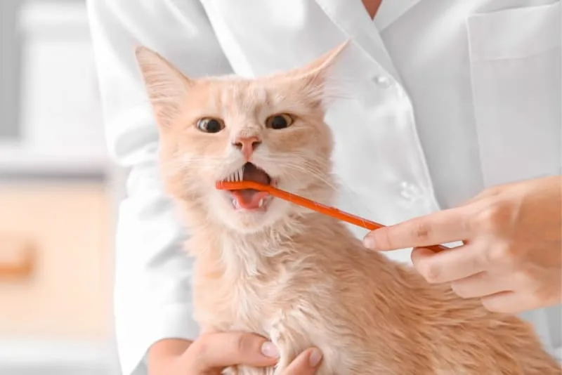 Cat Teeth Cleaning: How to Clean Cat's Teeth