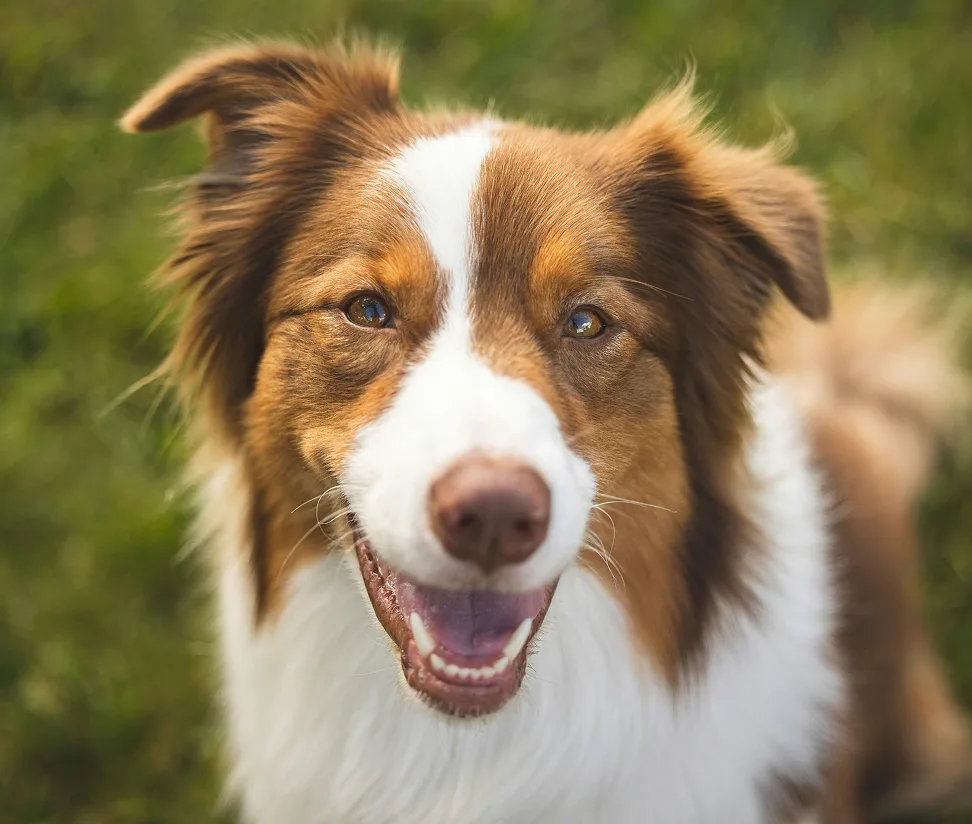 Red and white Australian Shepherd smiling at the camera in grass