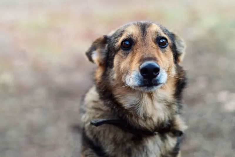 Dog Depression & Anxiety: Causes, Symptoms & What to Do
