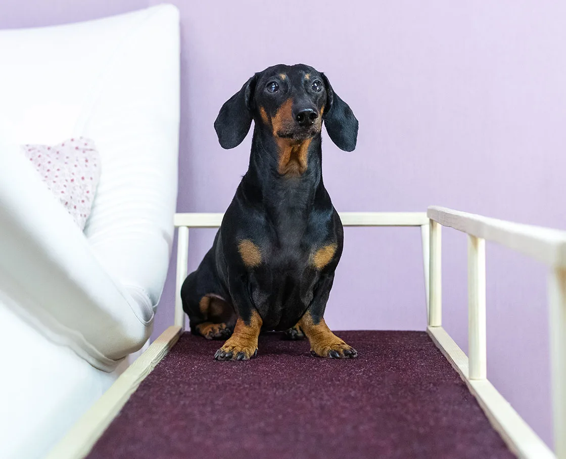 dachshund on purple bed stairs